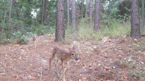 TX Deer Cam Weekly