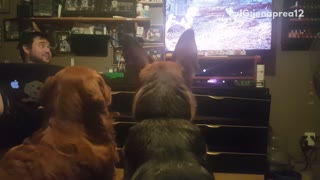 Two dogs watch dog on tv