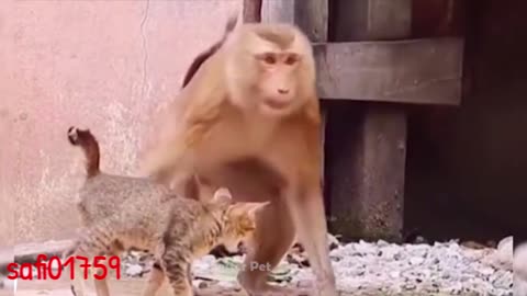Cat vs manki . Funny Pet Videos 2021