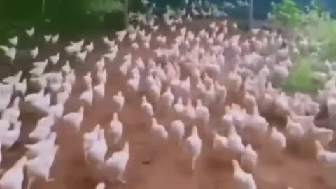 chase chickens (very funny)