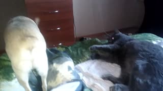 Cat strangles the dog, but gets satisfaction!