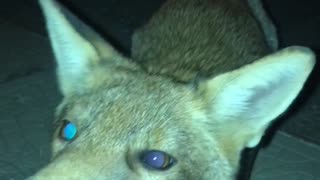Man Has Surprising Encounter with a Red Fox