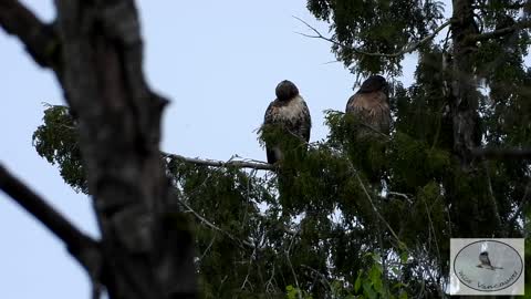 RedTailed hawks mating behaviour