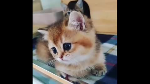 Funny and Cute Cat Videos Compilation 2021