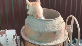 Husky Spinning in a Cement Mixer