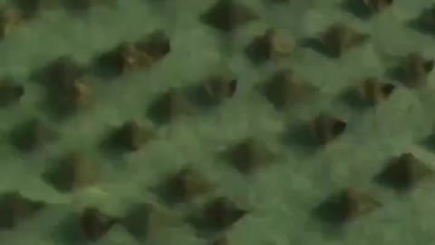 SNEAKY STINGRAY