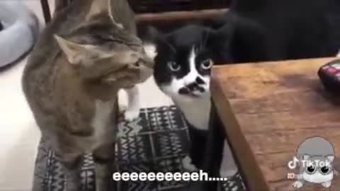 Cats speaking English