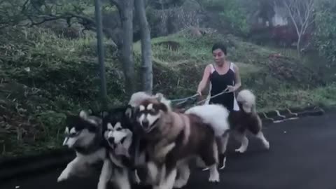 Trying To Walk A Pack Of Alaskan Malamutes Is No Easy Task!