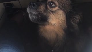 Brown dog howling under owners seat