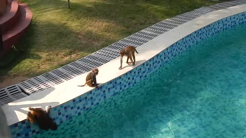 Monkeys attacked the pool, who said they are afraid of water?