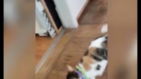 Video of a cat and a duck