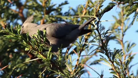 Top 10 Birds of Southern Africa 2024