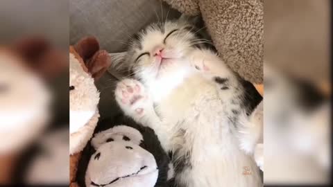 Baby Cats - Cute and Funny Cat Videos Compilation @27 _ Aww Animals_HD