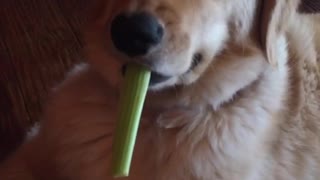 Dog holds piece of celery in mouth