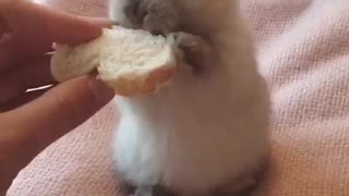 The cutest baby bunny you will see today!