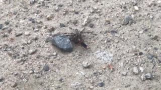 Wasp drags dead spider Part 1