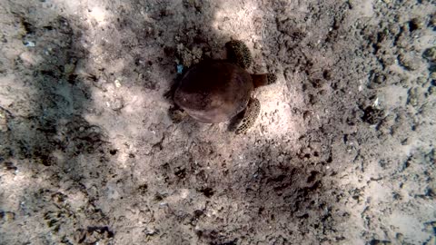 Green Sea Turtle (Honu), and Hawaiian Reef snorkel and dive.