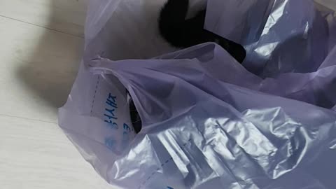 cat with plastic bag