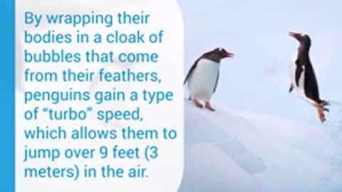 10 Interesting Facts about Penguins-