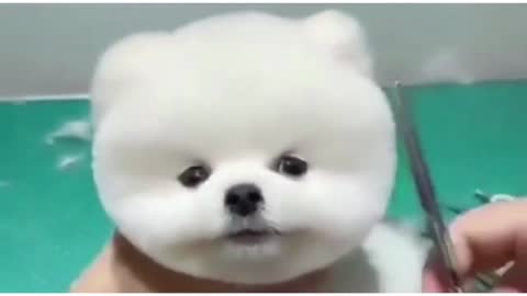 Mini Pomerania - Funny and Cute Video (Fluffy Dog)