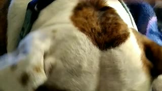 100lb American Bulldog uses strong snout to lift moms hand/arm demanding more scratches!