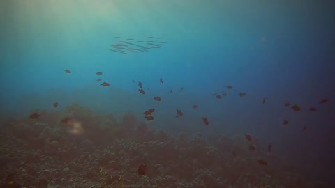 Dolphins, Dolphins, Dolphins! Hawaii