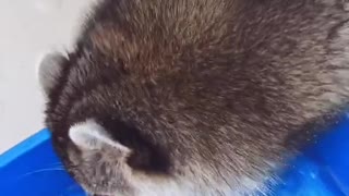 Raccoon Drinking from a Cup