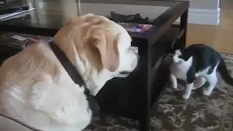 Cat and Dog Play FANNY