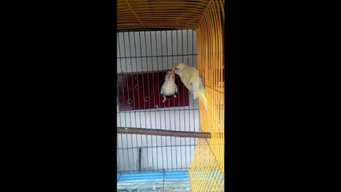 budgies very affectionate kiss