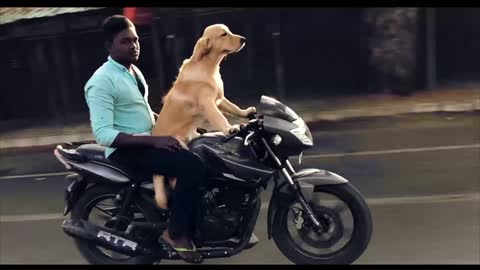 Rescue dog riding a bike