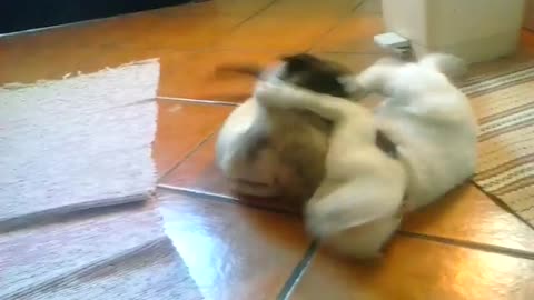Real Cat Fight