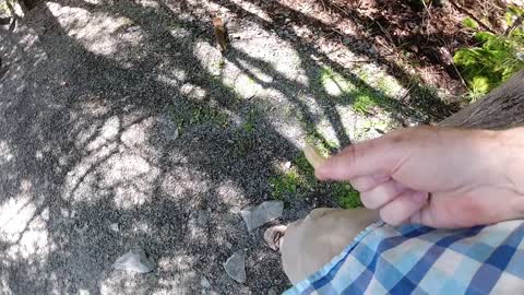 Squirrel climbing up my leg in slow motion to get peanut