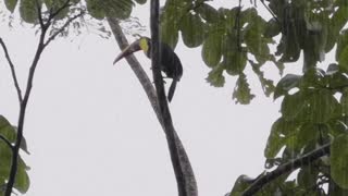 A visitor today in the rain Costa Rica.