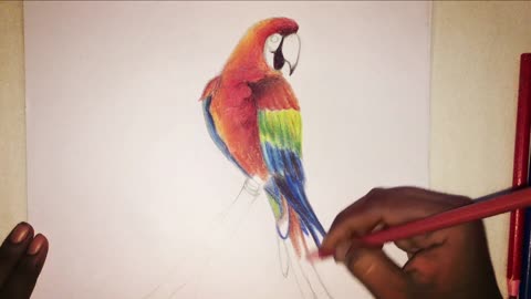 Drawing a rainbow lorikeet on the trees brunch | Drawing for kids