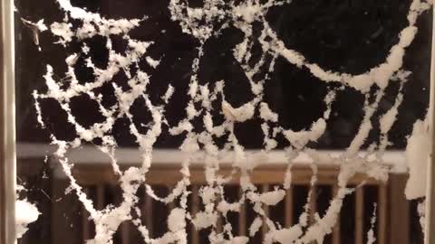 Snowy Spider Web