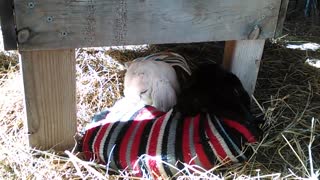 Cabras bebé expresan su amor acurrucándose