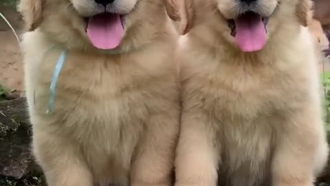 Fluffiest Golden retriever puppies!