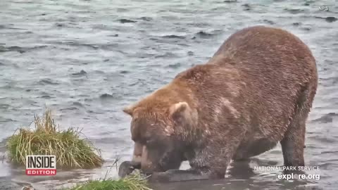 Fat Bear Week Celebrates Bears’ Pre-Hibernation Weight Gain
