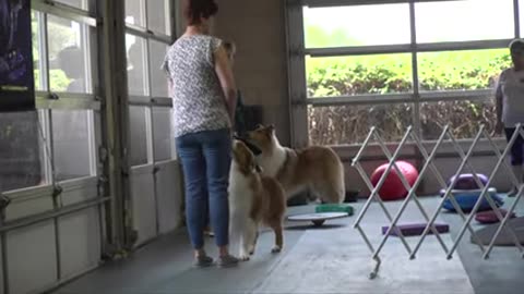 💥#videoDog tranning funny trand 💥 #Dog #dog food #dog bed