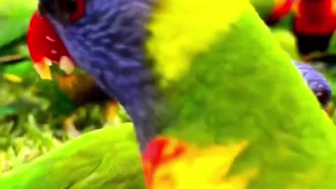 Beautiful parrot video|#shorts