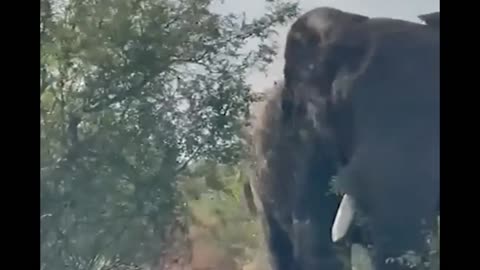 African Elephant Attacks a Safari Vehicle 😲🐘