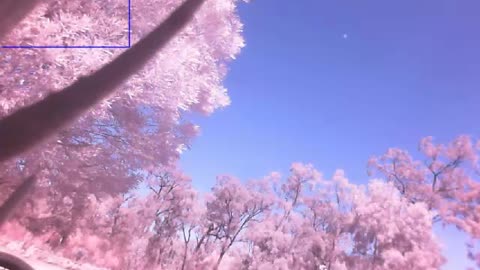 Experiment with Infrared Camera - Bird or Plane? - IR Encounter N#1