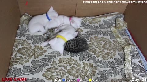 kittens live stream with street cat Snow and her 4 newborn kittens