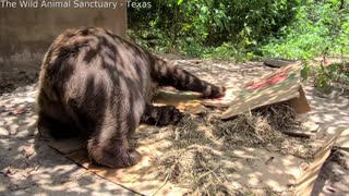 Bear Enjoys Using Box as Scratching Pad