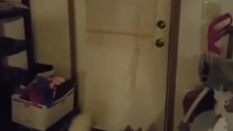 The way this dog greets his owner when he gets home