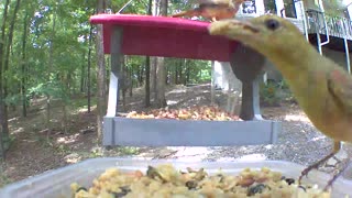Hungry Baby summer tanager