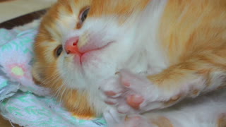 Little Sweet Baby Cat