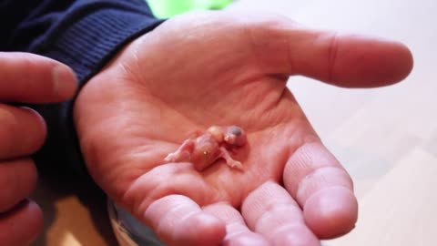 The Smallest Parrot you have ever seen - Tiny egg rescue