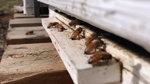 Bees Leaving and Returning to the Hive in Slow Motion