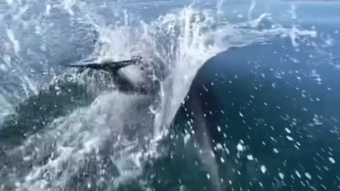 A pod of light-chasing dolphins